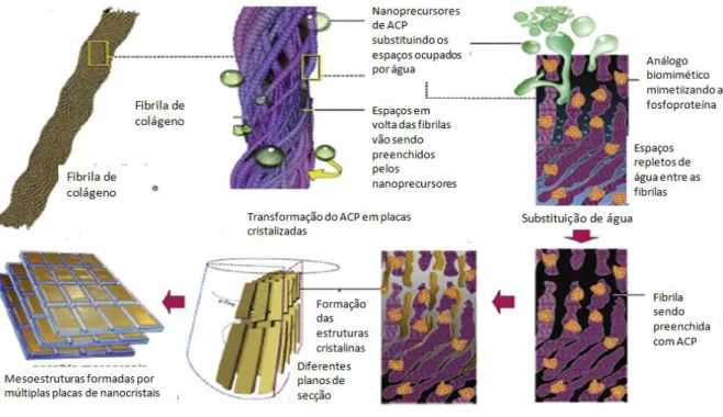 Figura 2 - Esquema ilustrativo do processo de remineralização intrafibrilar em  dentina completamente desmineralizada