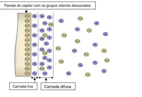 Figura 2. Representação do modelo da dupla camada. Fonte: www.bioscience.org
