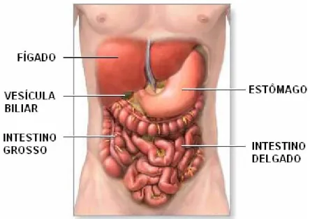 Figura 2.1 – Posição do fígado no interior da cavidade abdominal [25]. 