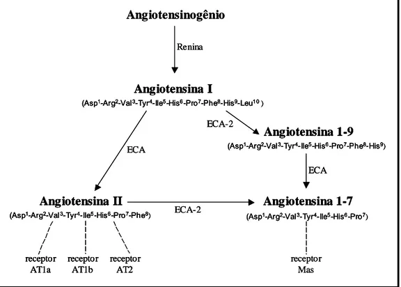 Figura 1 – Principais componentes do sistema renina-angiotensina. 