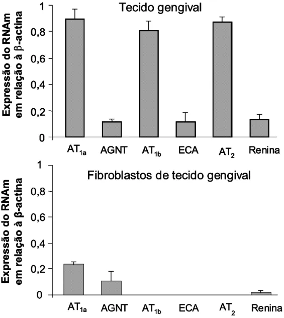 Figura 4 – Expressão de RNAm por RT-PCR para diferentes componentes do sistema renina- renina-angiotensina, a partir de 5 µg de RNA total de amostra de tecido gengival de rato  (painel superior) e 0,8 µg de RNA total de fibroblastos cultivados de tecido ge