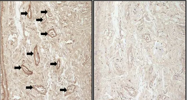 Figura 5 – Análise por imunohistoquímica da presença da proteína renina em amostra de tecido  gengival de rato (aumento de 20 X)
