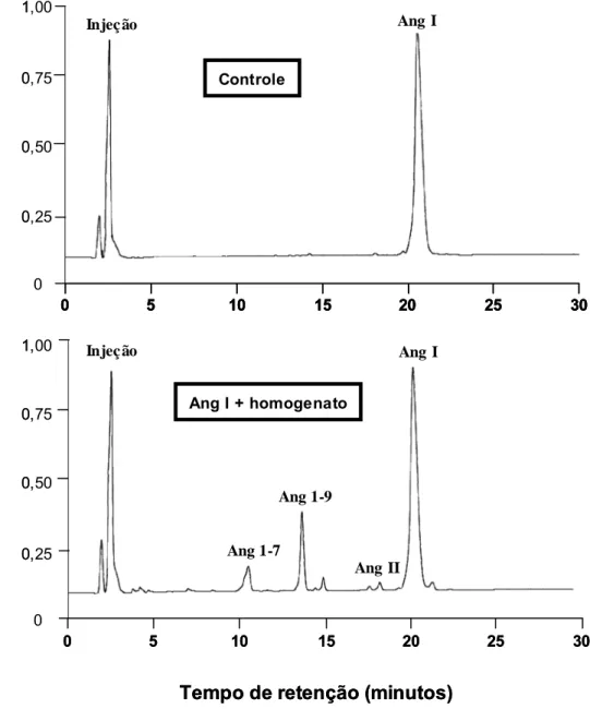 Figura 6 – Registro representativo de clivagem proteolítica de angiotensina (Ang) I catalisada  por homogenato de tecido gengival de rato