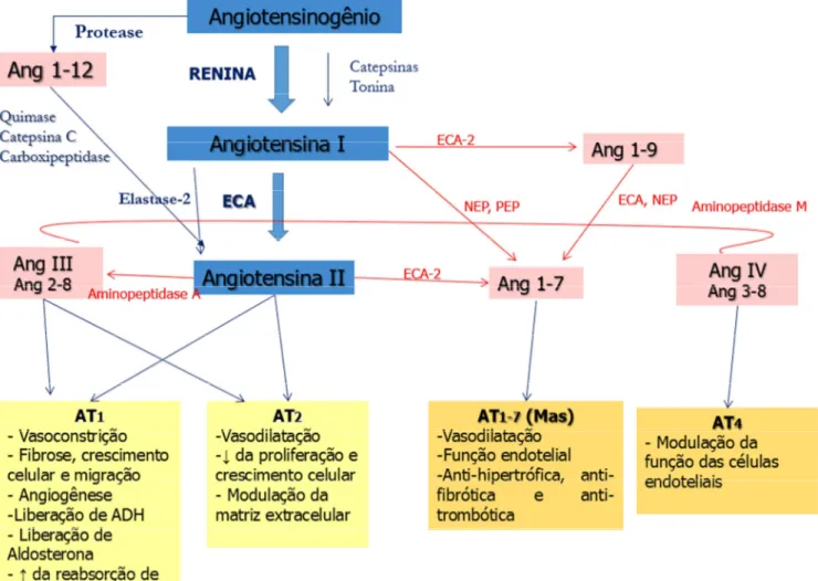 Figura 1. Visão atual do Sistema Renina Angiotensina (SRA). 