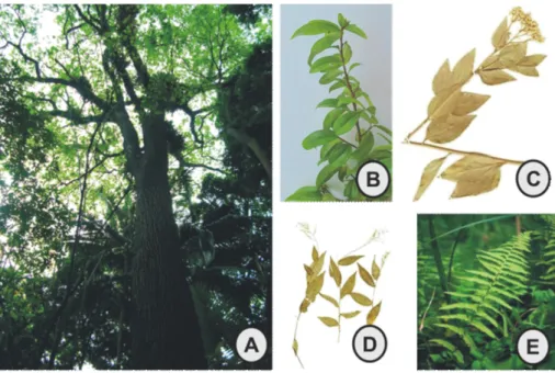 Figura 3. Espécies com maior número de indivíduos por hectares ou m2 na Serra da Canastra, no Parque Nacional da Serra da Canastra (MG), de cada forma de vida: A) Cariniana legalis (Mart.) Kuntze., arbórea; B) Dasiphyllum brasiliense (Spreng.) Cabrera, tre