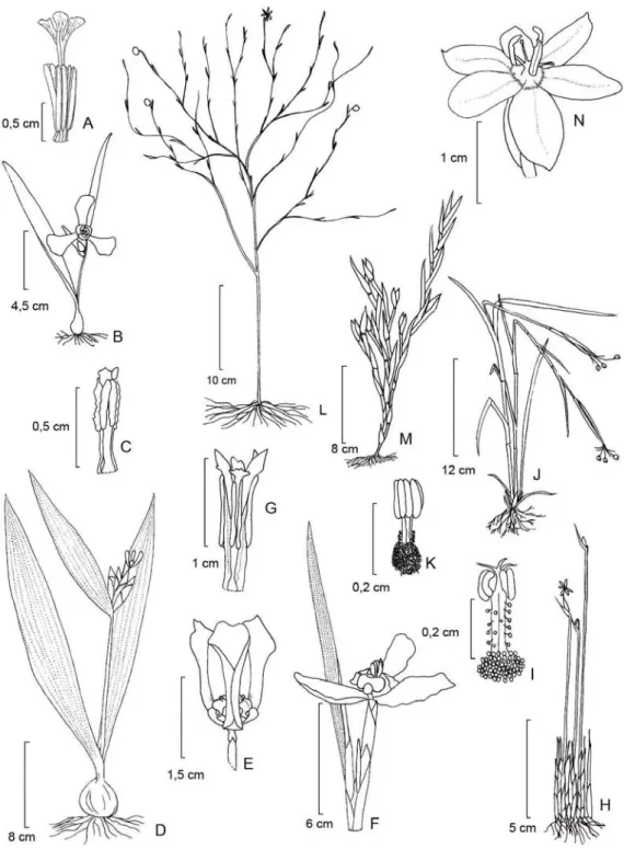 Figura 2. A. Alophia coerulea: A. estames e estiletes (Chukr &amp; Capellari Jr. 2003)