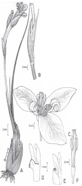 Figura 4. A-F - Trimezia cathartica: A. hábito; B. detalhe do escapo; C. detalhe da  flor; D