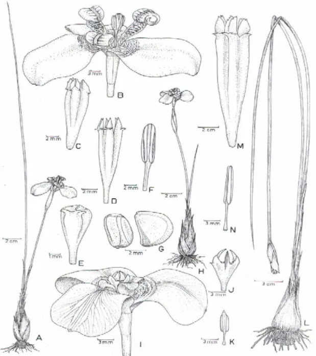 Figura 5. A-N. Trimezia juncifolia: A. hábito; B. flor; C. estiletes; D. estiletes; E