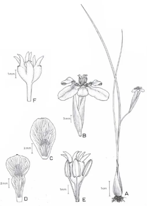 Figura 6. A-F. Trimezia lutea: A. hábito; B. flor; C. tépala externa; D. tépala interna; E