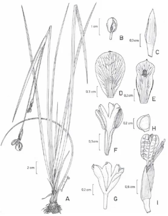 Figura 7. A- I. Trimezia martinicensis A. hábito; B. detalhe da flor; C. detalhe da  bráctea externa; D