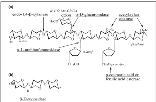 Figura 2. Estrutura de uma molécula de xilana. Em (a), os sítios de ação das diversas  enzimas hidrolíticas