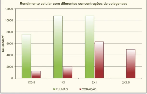 Figura  2  –  Rendimento  celular  de  pulmão  e  coração  para  determinação da concentração ideal de colagenase tipo I 