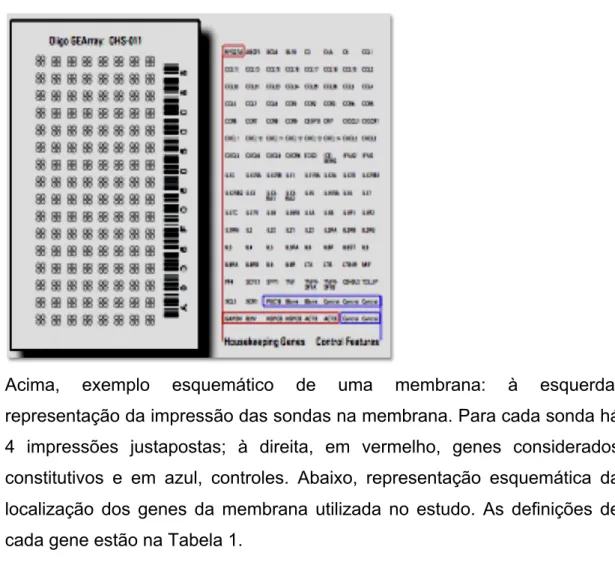 Figura 5a – Exemplo de formatação da membrana de microarray  