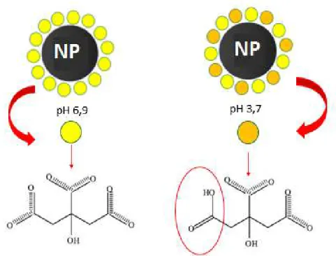 Figura  2.7.  Ilustração  das  nanopartículas  de  óxido  de  ferro  (NP)  com  cobertura  de  citrato  (esferas  amarelas)