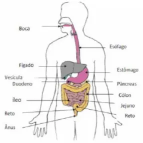 Figura 14.14  –  Sistema digestivo humano, incluindo o trato gastrointestinal e alguns órgãos anexos (Giori,  2010)