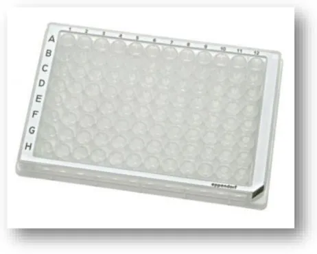 Figura 4.1: Microplaca ELISA com 8 x 12 poços. 