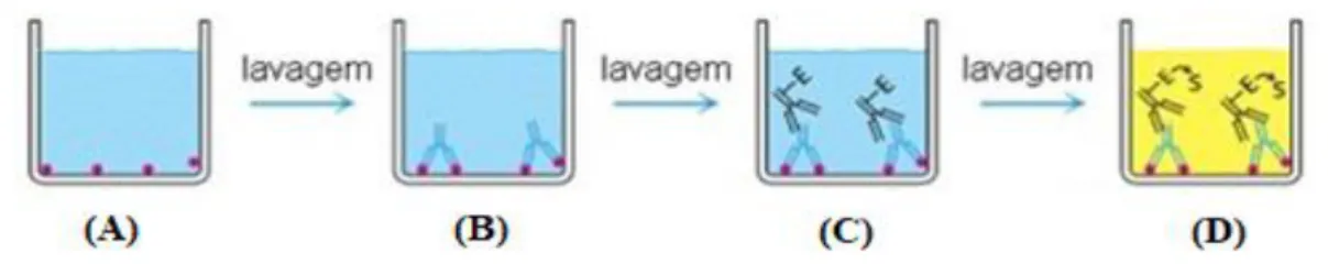 Figura 4.3: ELISA Indireto. (A) O antigénio absorvido no poço; (B) O anticorpo específico liga-se ao  antigénio;  (C)  os  anticorpos  ligados  à  enzima  ligam-se  aos  anticorpos  primários;  (D)  O  substrato  é  adicionado e convertido pela enzima a um