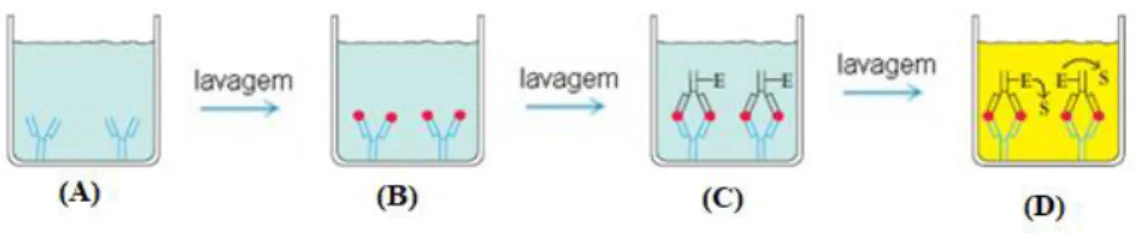 Figura 4.5:  ELISA  Competitivo. (A)  Incubação  do anticorpo  com  o  antigénio  a  ser  medido;  (B) A  mistura  antigénio-anticorpo  é  adicionada  ao  poço  para  ser  revestida  pelo  antigénio  absorvido;  (C)  Adição do conjugado enzimático ao antic