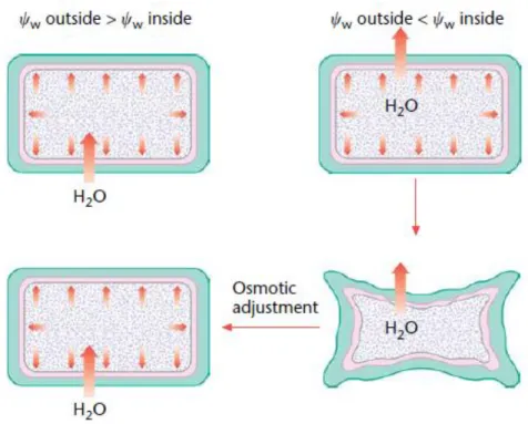 Figure  1  – Cellular  and  soil-water  potential  control  water  uptake  into  the  cell
