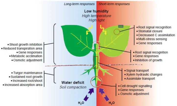 Figure  3  –  Whole-plant  responses  to  drought  stress.  Left,  long-term  or  acclimation  responses;  right,  short-term responses (Shao et al., 2008)