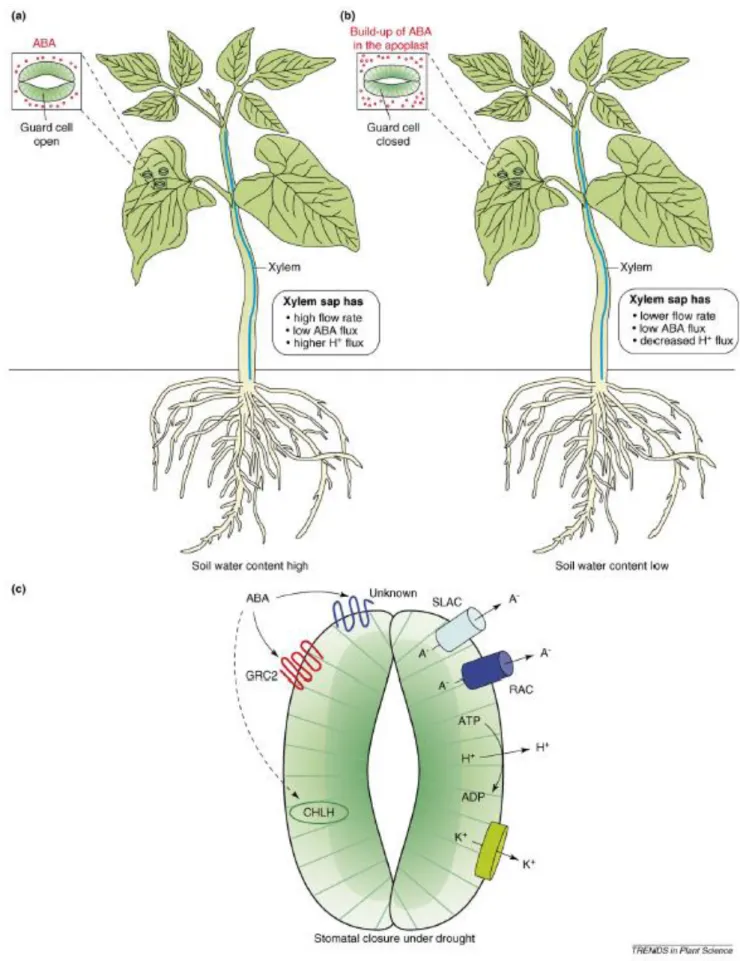 Figure 4 – Changes in xylem sap composition under drought. Drought causes the alkalinization of xylem sap pH  in certain plant species