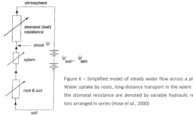 Figure  6  –  Simplified  model  of  steady  water  flow across  a  plant. 