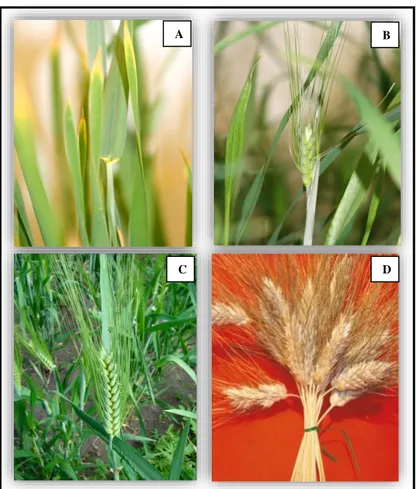 Figura 2.1 - Aspetos do desenvolvimento das plantas da  Triticum durum, variedade Marialva,  em estufa, em diferentes estádios fenológicos: Emborrachamento (A); Espigamento (B); Ântese  (C); Maturação fisiológica (D).
