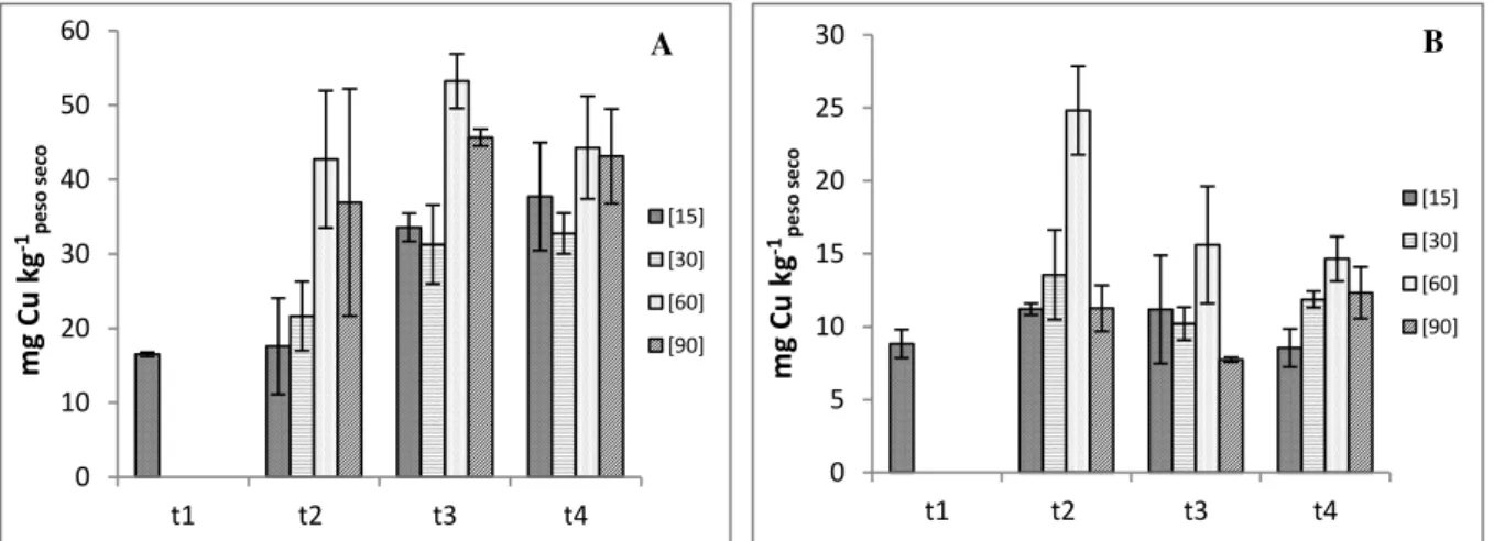 Figura 3.10  –  Concentração de cobre na raiz (A) e parte aérea (B) e respetivo erro padrão (n = 3), para  cada concentração e colheita.