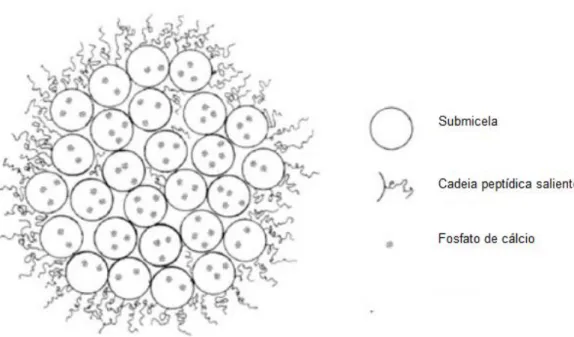 Figura 4.1 - Ilustração do modelo de micela (adaptado de Kruif et al., 2012) 