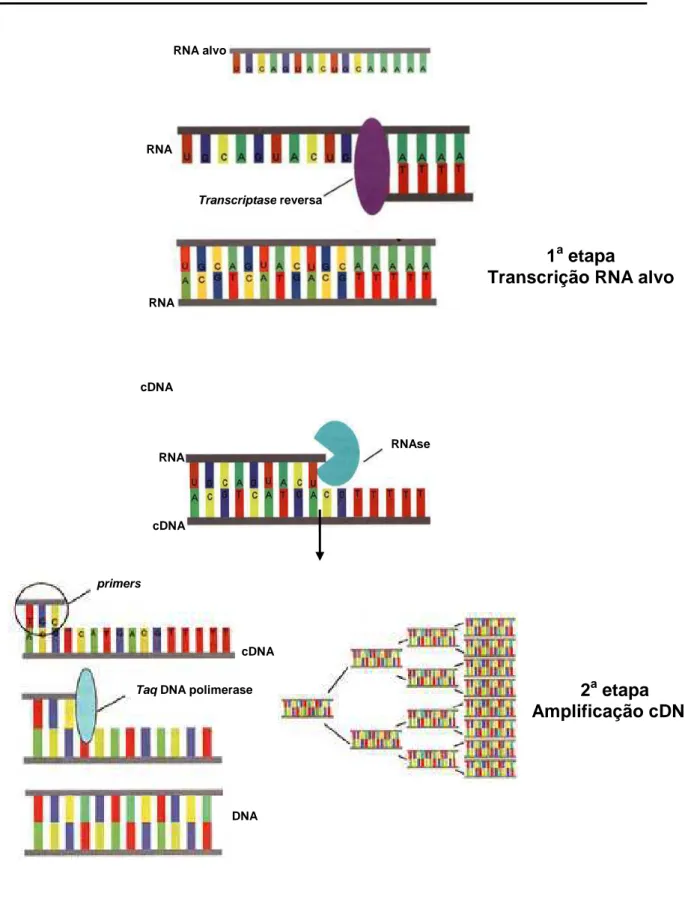 Figura  4.  Esquema  reação  em  cadeia  da  polimerase  por  transcrição  reversa  (RT- (RT-PCR) [81]