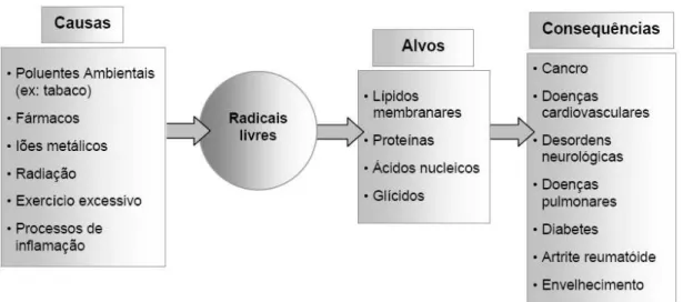 Figura 1.1 – Principais causas, alvos e consequências da acção dos radicais livres no organismo  humano (Ferreira e Abreu, 2007)
