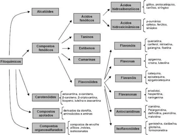 Figura 1.2 – Principais classes de fitoquímicos naturais, indicando exemplos concretos nalguns dos  grupos estudados (Ferreira e Abreu, 2007)