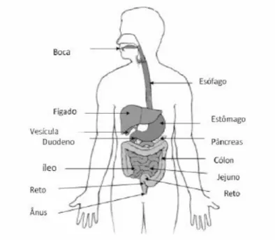 Figura 1.5 – Sistema digestivo humano, incluindo o tracto gastrointestinal e alguns órgãos anexos  (Giori, 2010)
