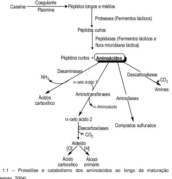 Figura  1.1  –  Proteólise  e  catabolismo  dos  aminoácidos  ao  longo  da  maturação  do  queijo  (McSweeney, 2004)