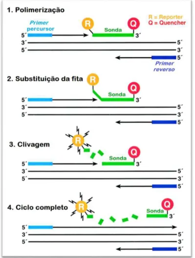 Figura  4.6:  Representação  da  reação  de  PCR  em  tempo  real  com  utilização  de  sonda  TaqMan®  (Adaptado  de  Yuan  et al., 2000)