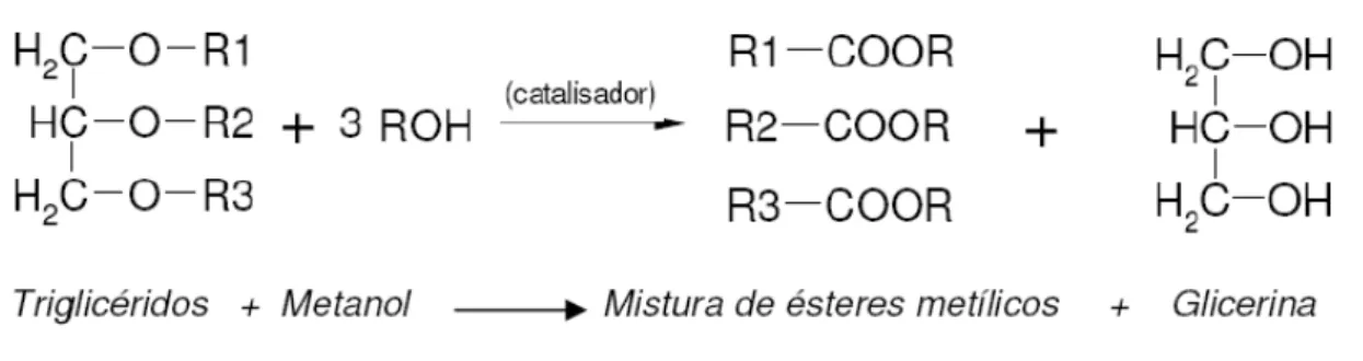Figura 2-2– Reacção de transesterificação (Rodrigues, 2006) 