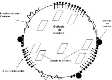 Figura 17: Gotícula de gordura durante maturação, exemplificando a adsorção das proteínas do leite e  emulsionantes à superfície e a cristalização da gordura (Clarke, 2004 c )