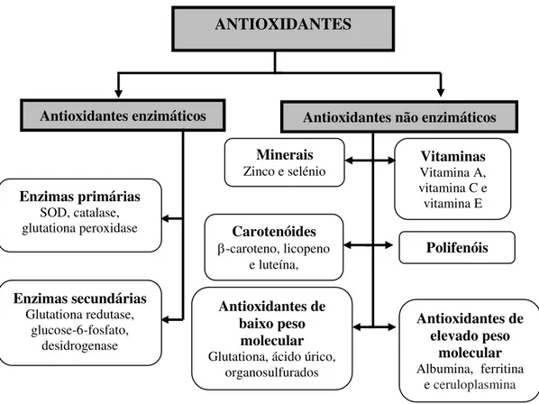 Figura 2.1 – Classificação de antioxidantes (adaptado de Ratnam et al., 2006 e Wang et al., 1996)