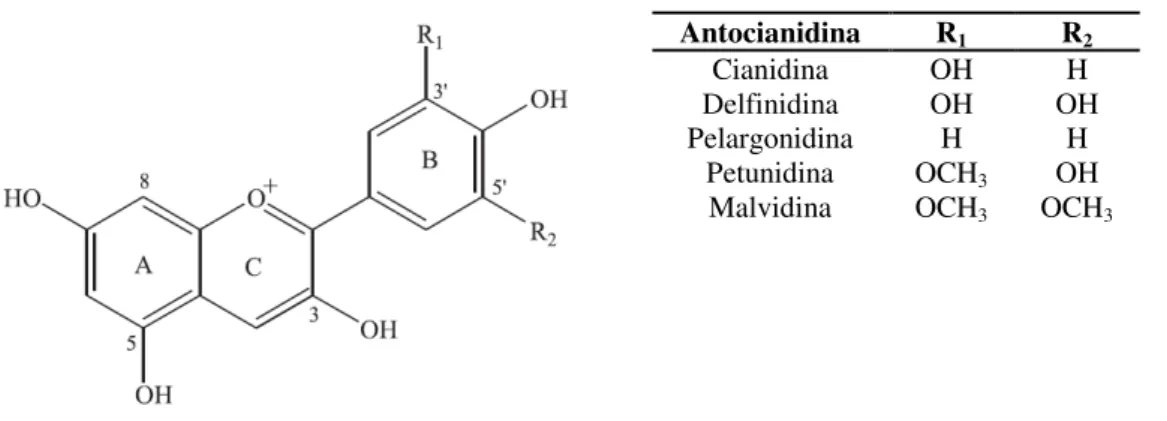 Figura  2.6-  Estrutura  de  algumas  antocianidinas,  metabolitos  resultantes  da  metabolização  das  antocianinas presentes nos mirtilos (adaptado de  Zhang et al., 2005)