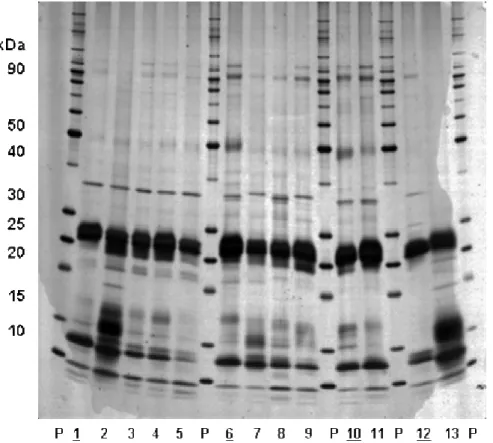 Figura 7 - Perfil SDS-PAGE da fração zeína2 de sementes de milho. 1) Oh43+; 2) o1; 3) (o2); 4) fl1; 5) fl2; 