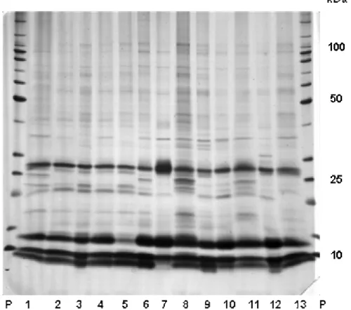 Figura 10 A - Perfil SDS-PAGE da fração albumina de endosperma de milho. 1) Oh43+; 2) o1; 3) (o2); 4)  fl1; 5) fl2; 6) W22+; 7) o10; 8) o11; 9) o13; 10) B37+; 11) o7; 12) B7977+; 13) o5