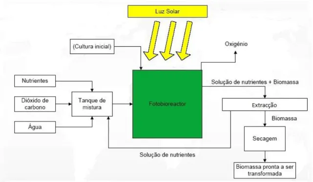Figura 1.3.- Cadeia de processos no cultivo de microalgas (Adaptado de FAO, 2011) 