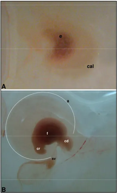 Figura 29 - Fotografias de embrião bovino (clone). Idade gestacional de 40 dias (A, B: CR de 7,5 mm e P=