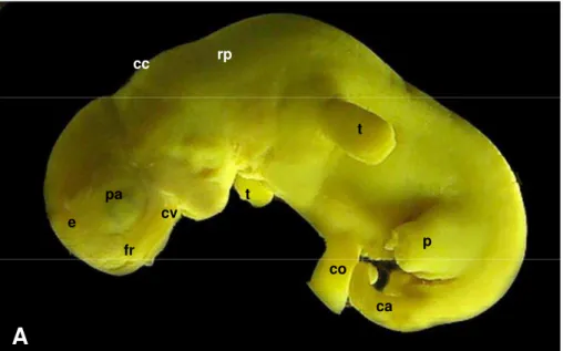Figura 34 - Fotografia de feto bovino (clone). Idade gestacional e 70 dias (A: CR de 13,0 mm e P=