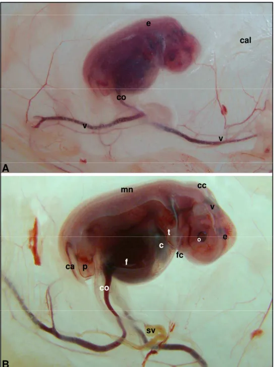 Figura 19 - g Fotografias g de embrião bovino (fiv). ( ) Idade gestacional de 40 dias (A, B: CR de 23,3 mm e P