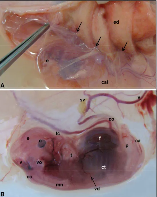 Figura 21 - Fotografias de embrião bovino (fiv). Idade gestacional de 44 dias (A, B: CR de 30,3 mm e P=