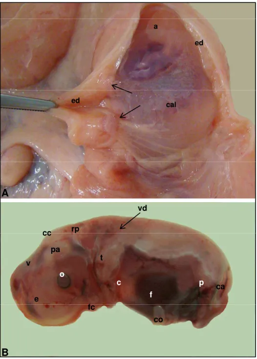 Figura 22 - Fotografias de embrião bovino (fiv) IdadeFigura 22 -Fotografiasdeembriãobovino(fiv).Idade gestacional de 44 dias (A, B: CR de 30,5 mm e P=