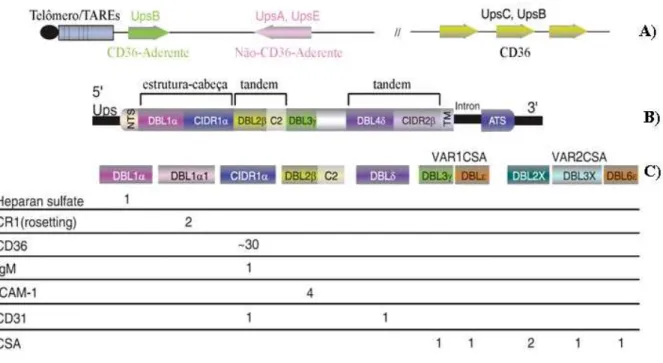 Figura 8. Arquitetura de uma PfEMP1 e seus domínios adesivos (146). A. Genes var são classificados de  acordo com a sua região promotora