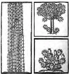 Figura 1 – Primeira ilustração conhecida de Opuntia spp., realizada por Gonzalo Valdé (Kiesling, 2013)