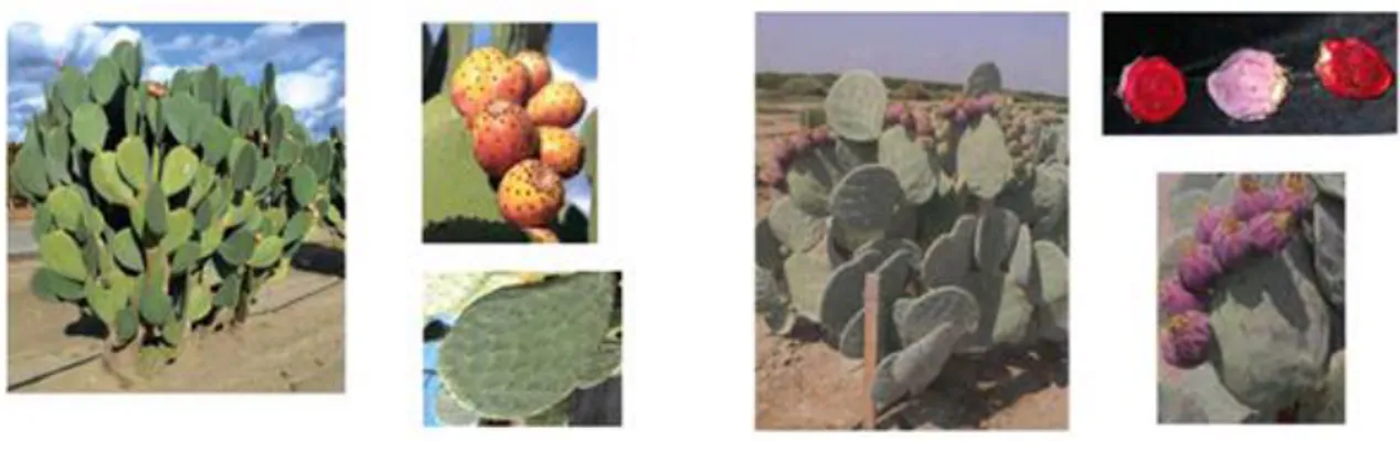 Figura 6 – Imagens da planta, frutos e cladódios referentes a Opuntia ficus-indica,   no lado esquerdo  e Opuntia robusta, no lado direito (Romano, 2013)